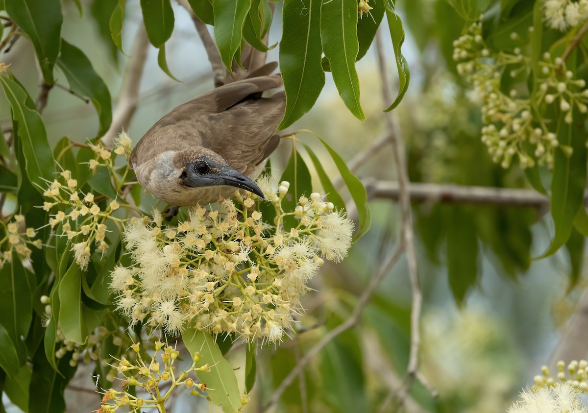 Little Friarbird - ML626055012