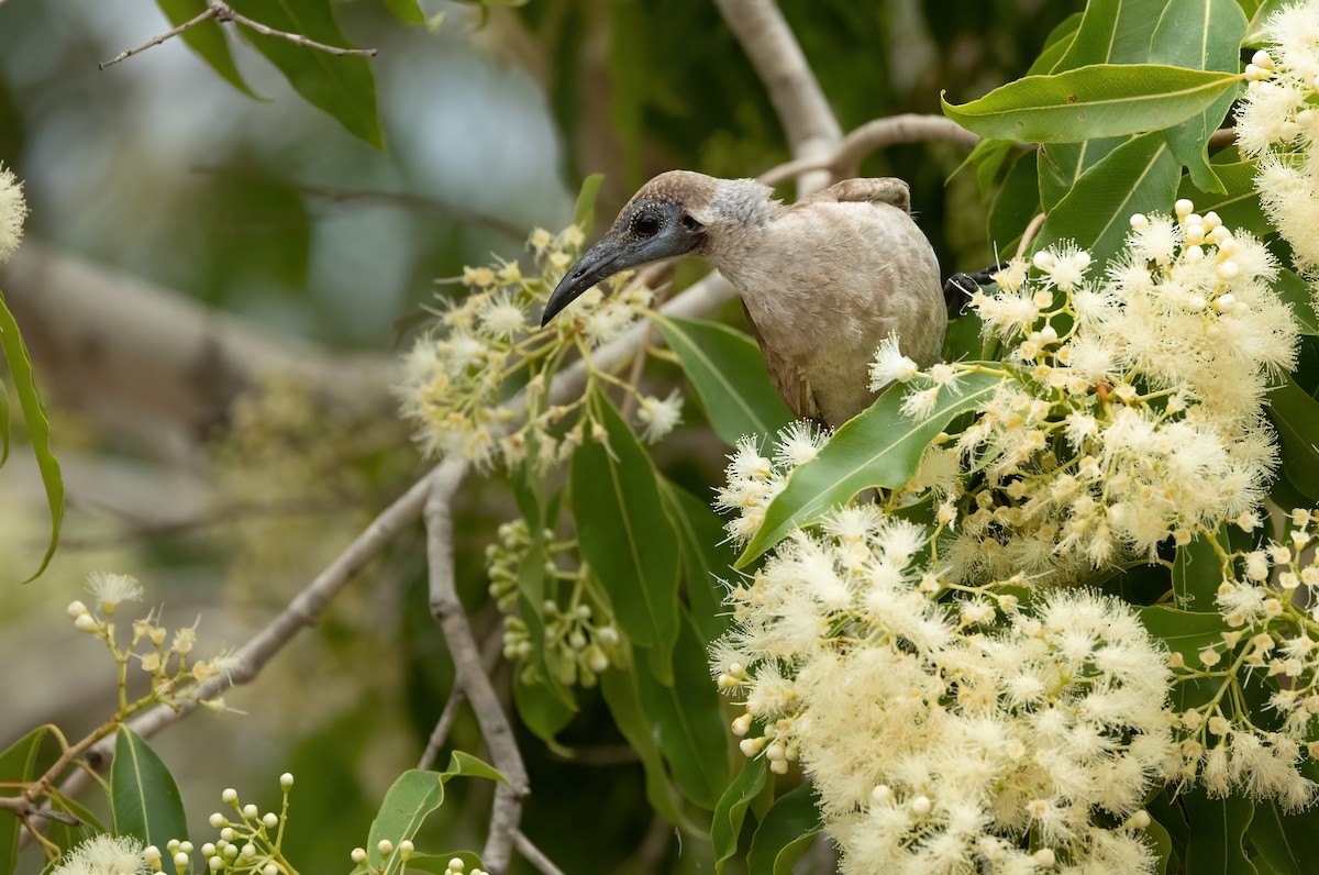 Little Friarbird - ML626055013