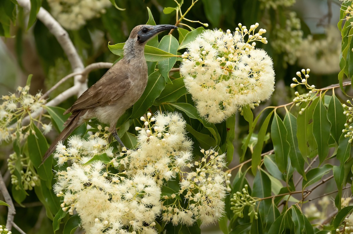 Little Friarbird - ML626055014