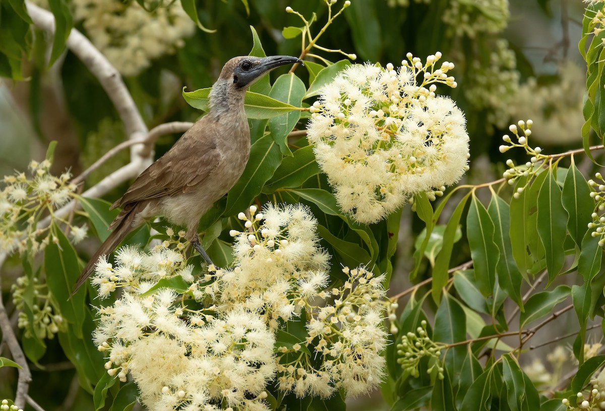 Little Friarbird - ML626055017