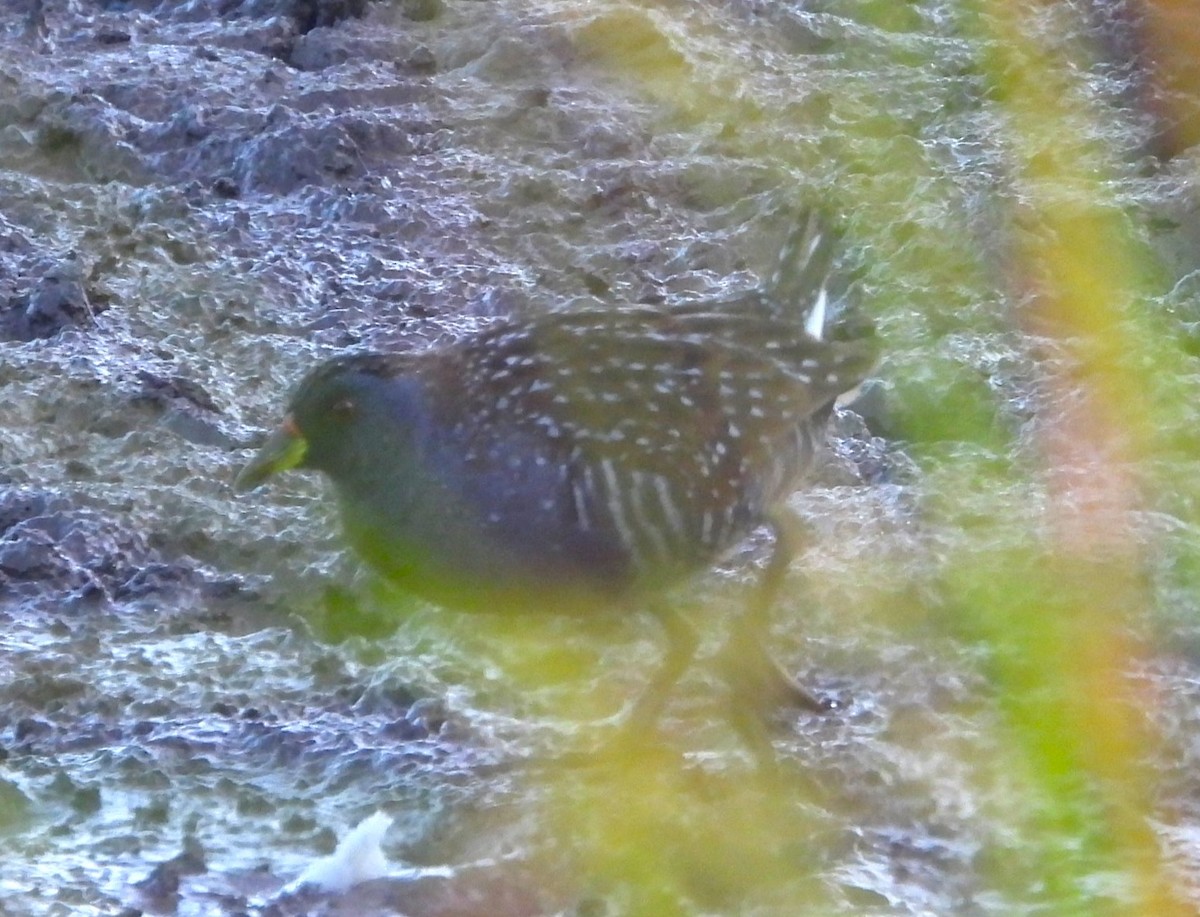 Australian Crake - ML626055047