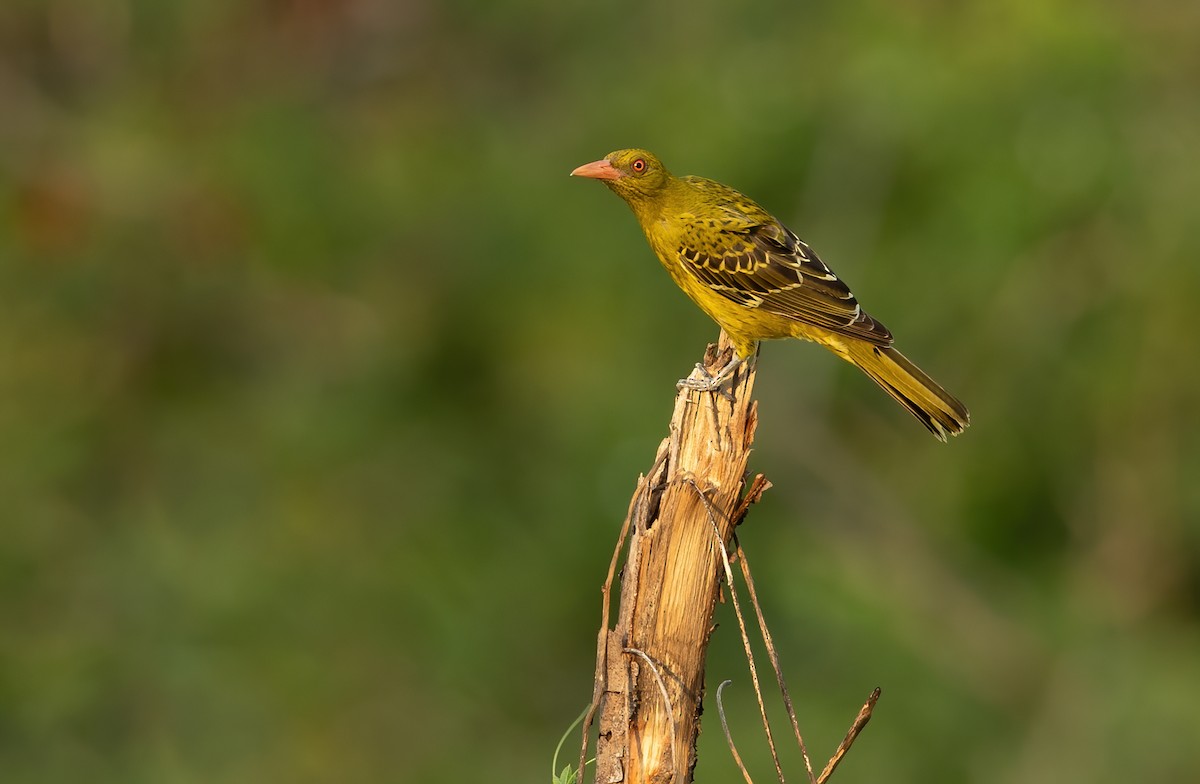 Green Oriole - ML626055050