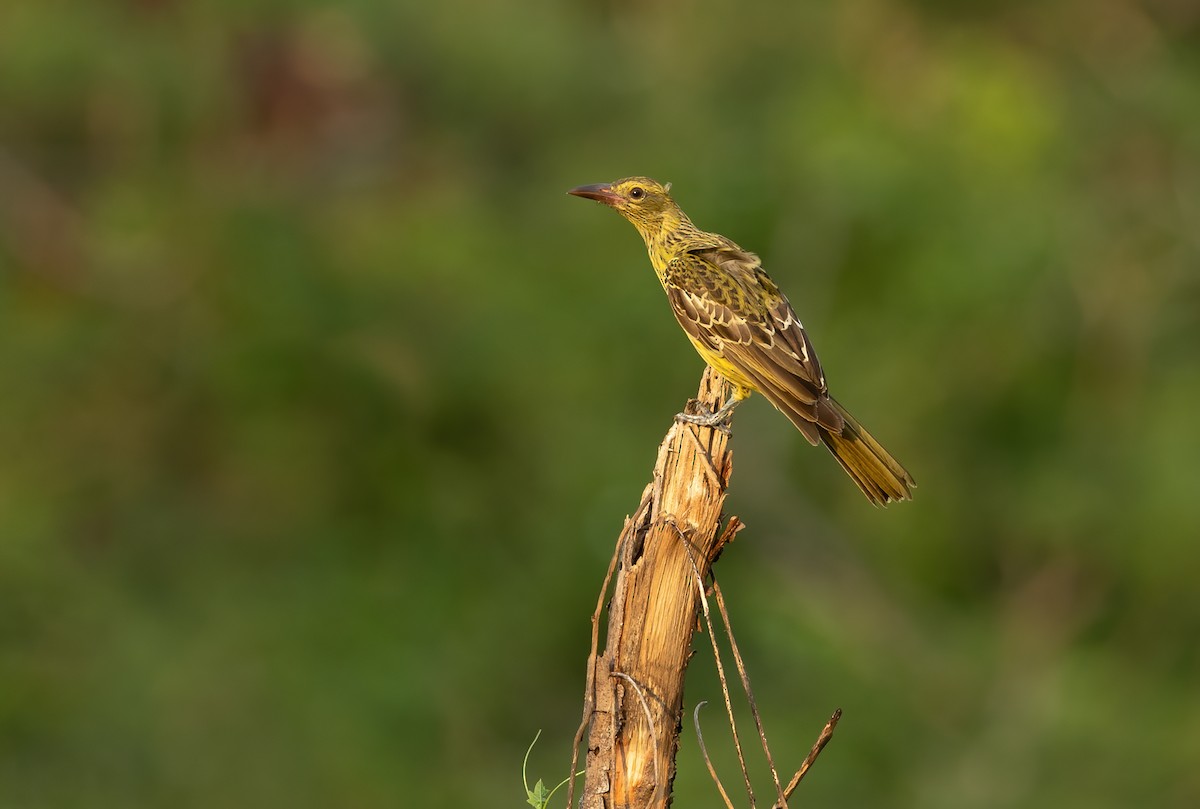 Green Oriole - ML626055051