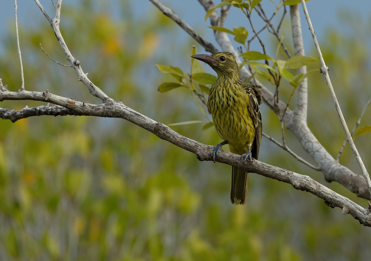 Green Oriole - ML626055052