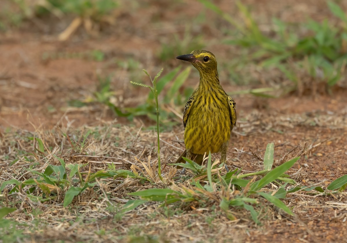 Green Oriole - ML626055053