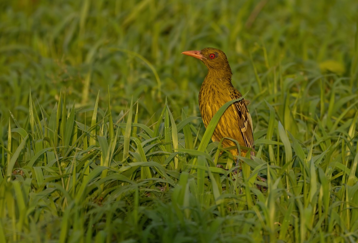 Green Oriole - ML626055054