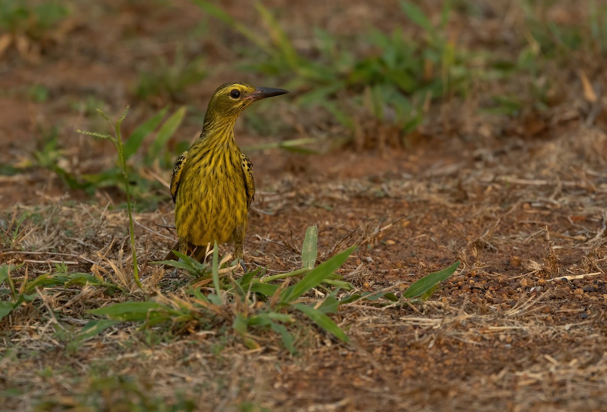 Green Oriole - ML626055055