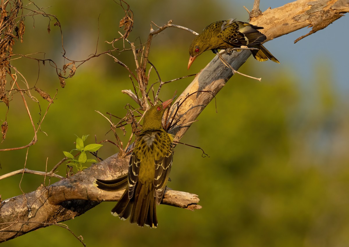 Green Oriole - ML626055060