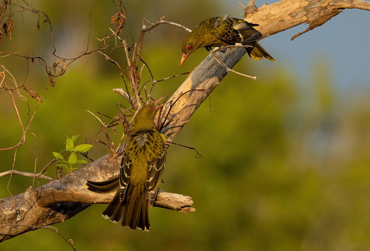 Green Oriole - ML626055061