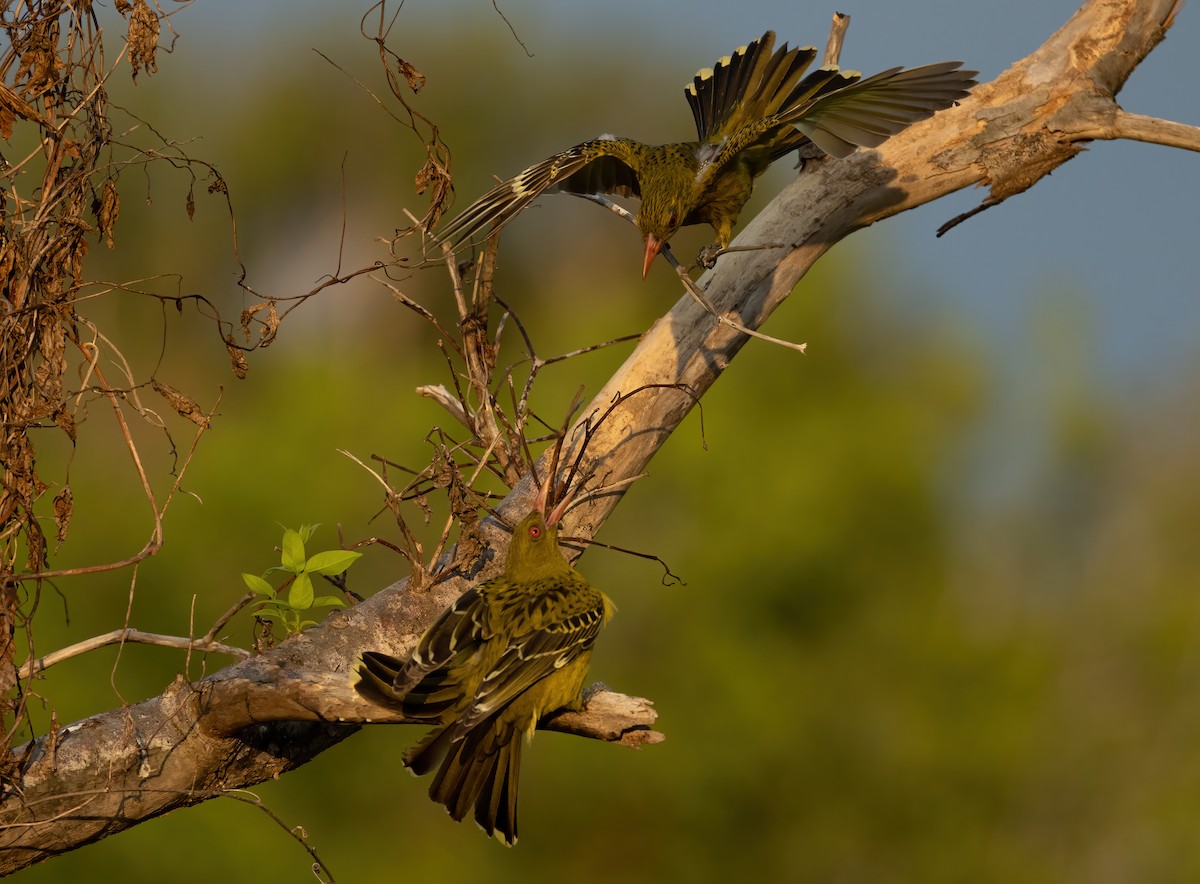 Green Oriole - ML626055062