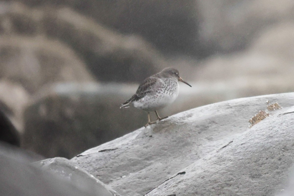 Rock Sandpiper - ML626055070