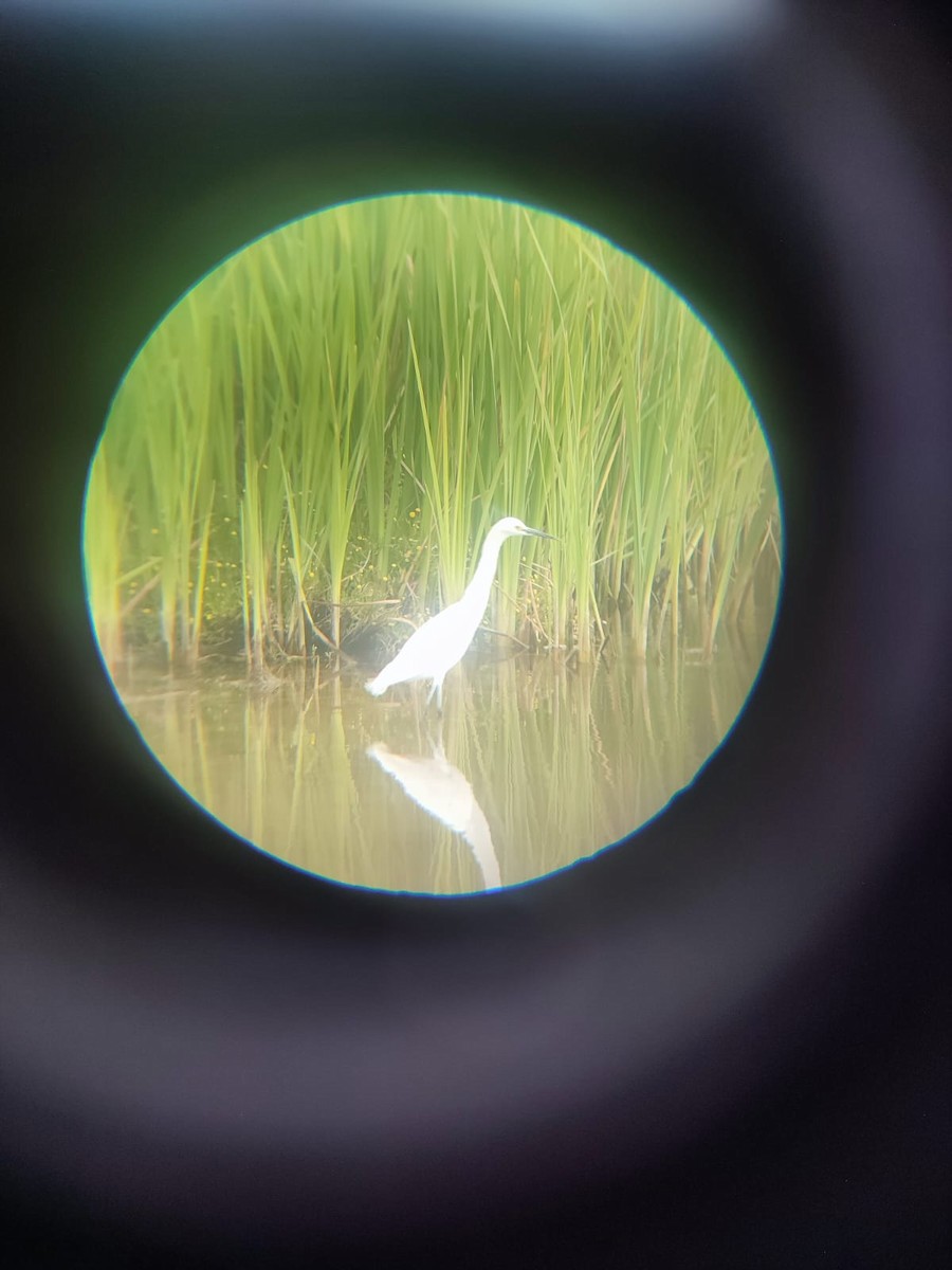 Snowy Egret - ML626055076