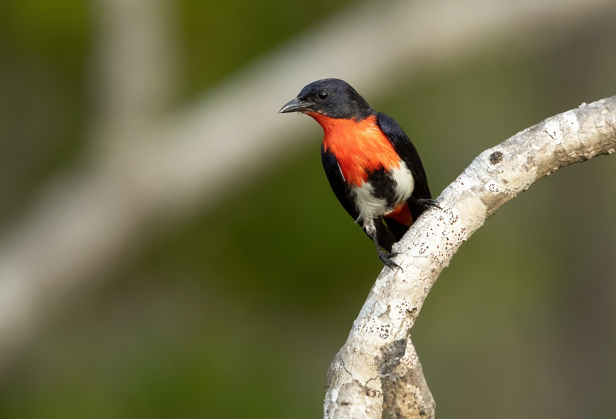 Mistletoebird - ML626055093