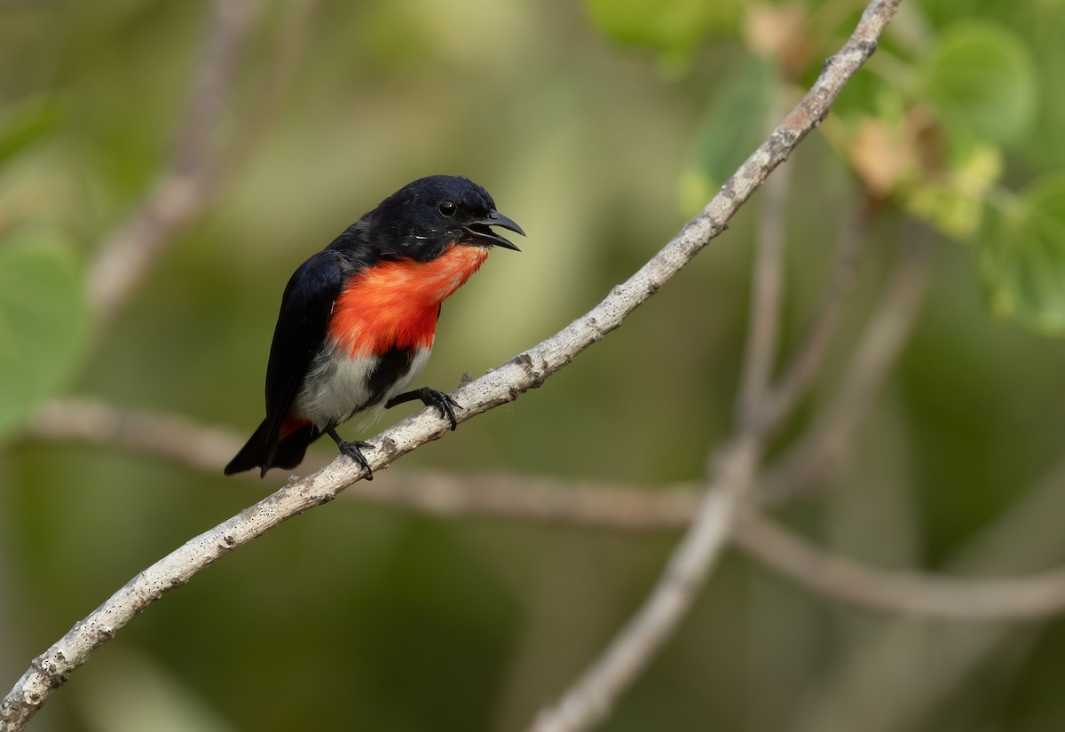 Mistletoebird - ML626055094