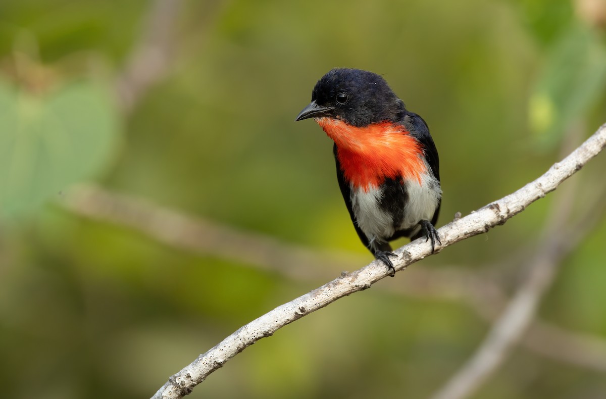 Mistletoebird - ML626055096