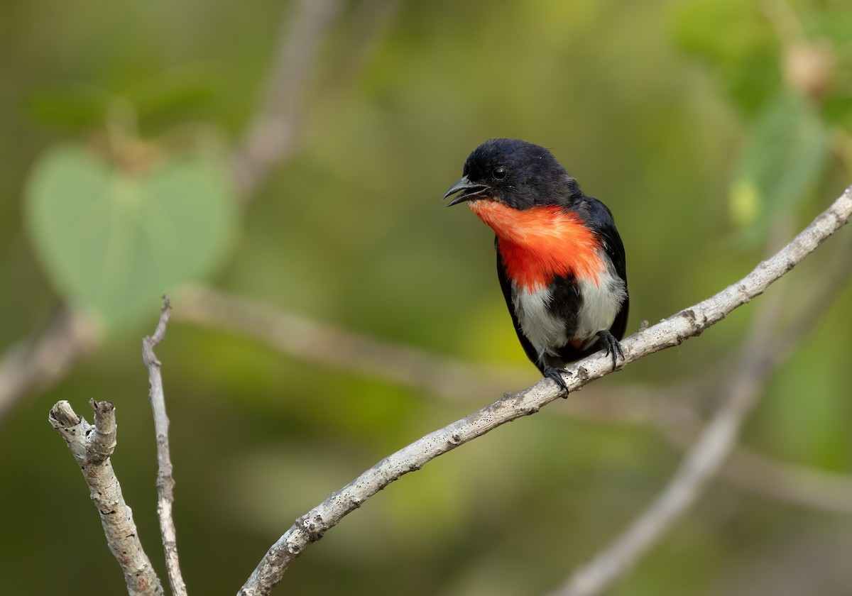 Mistletoebird - ML626055097