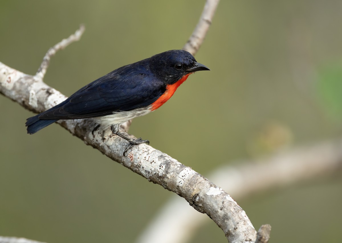 Mistletoebird - ML626055098