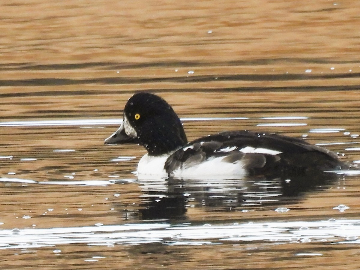 Barrow's Goldeneye - ML626055108