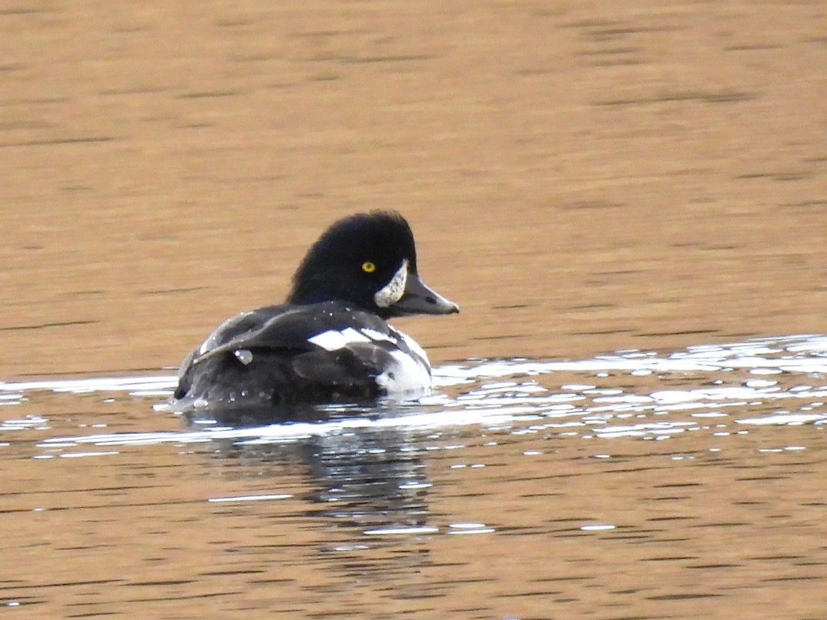 Barrow's Goldeneye - ML626055109