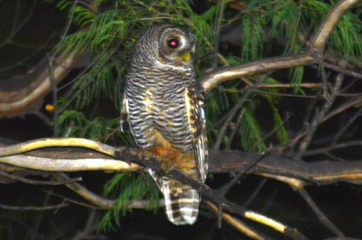 Chaco Owl - ML626055141