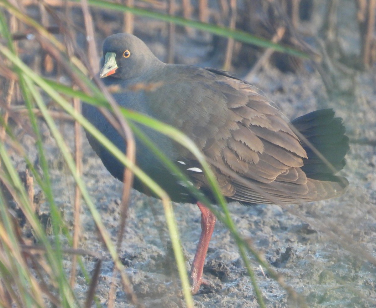 Black-tailed Nativehen - ML626055145