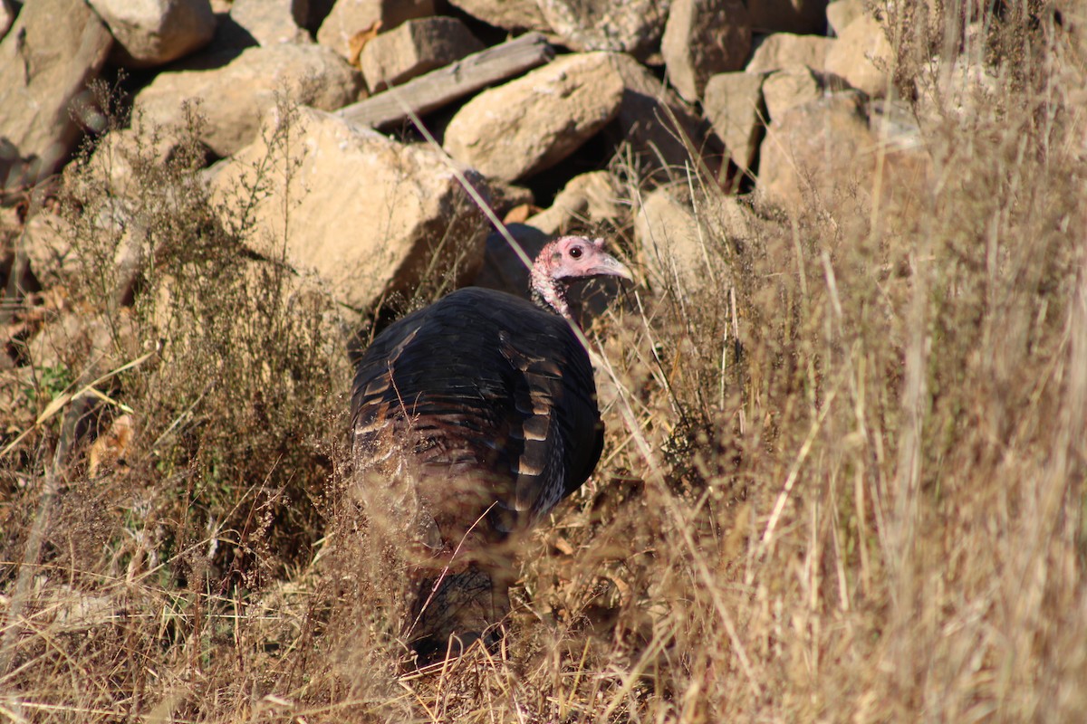 Guajolote Gallipavo - ML626055207