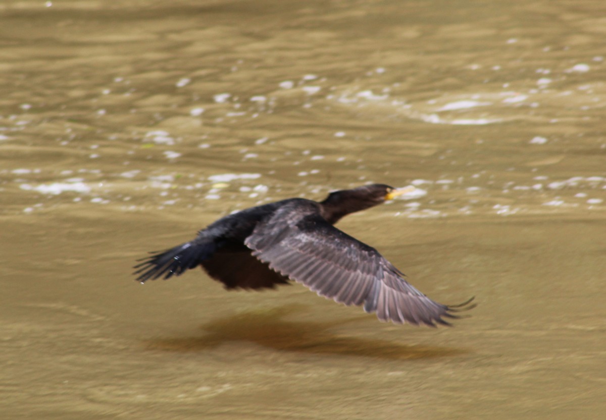 Neotropic Cormorant - ML626055220