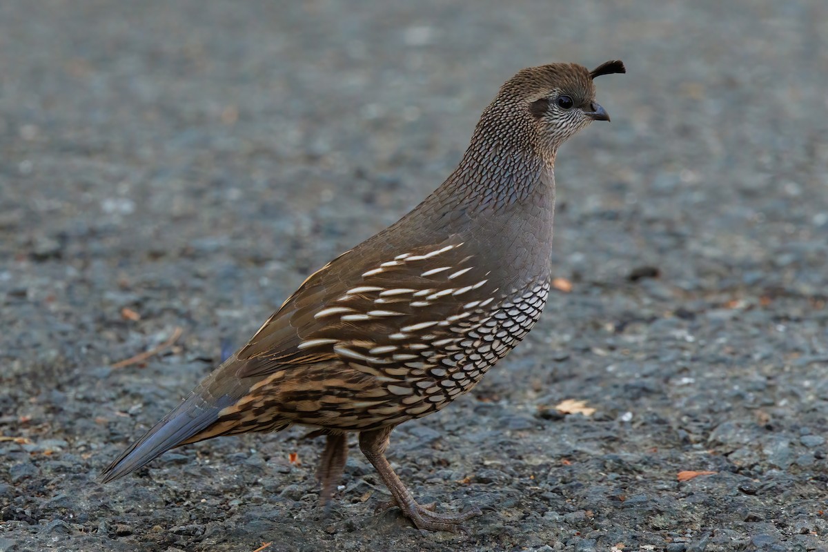 California Quail - ML626055228