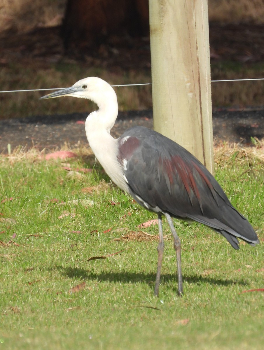 Pacific Heron - ML626055230