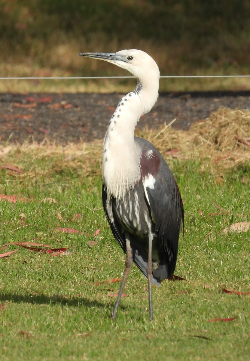 Pacific Heron - ML626055285