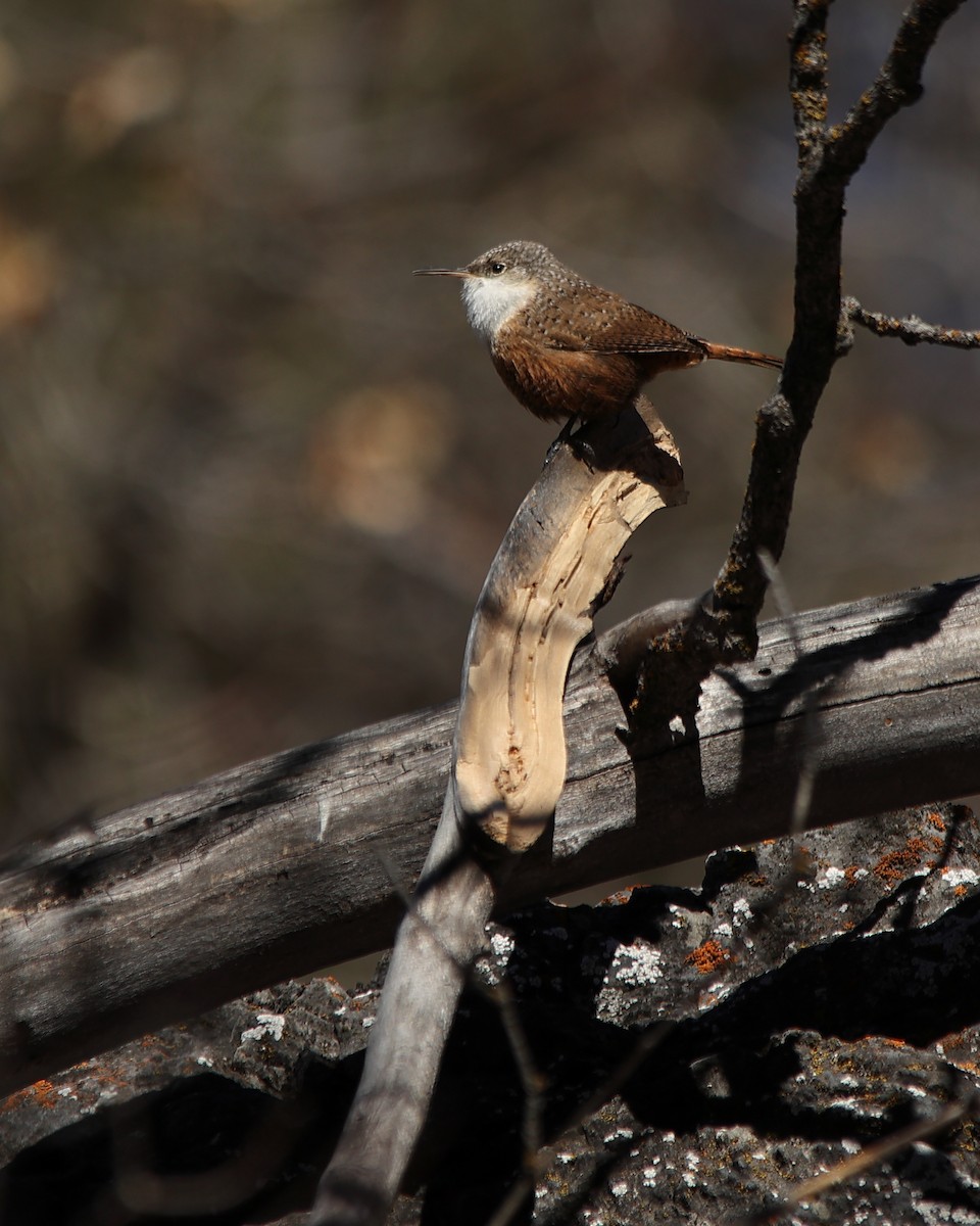 Canyon Wren - ML626055365