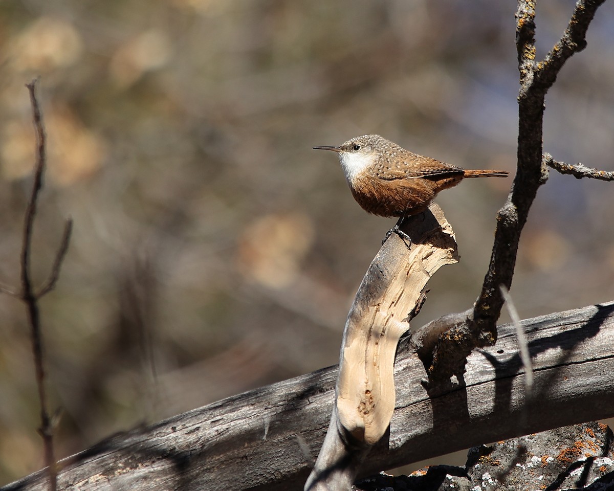 Canyon Wren - ML626055381