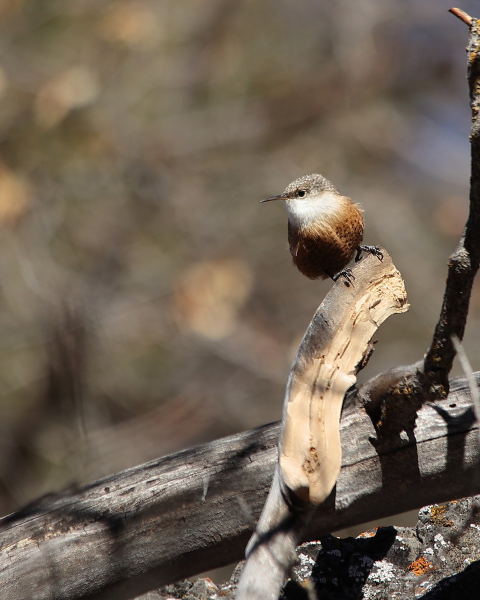 Canyon Wren - ML626055385