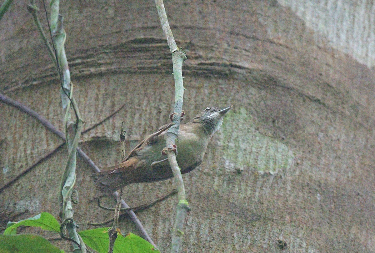Pale-breasted Illadopsis - ML626055405