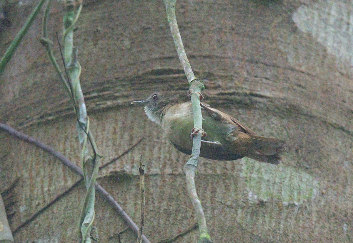 Pale-breasted Illadopsis - ML626055424