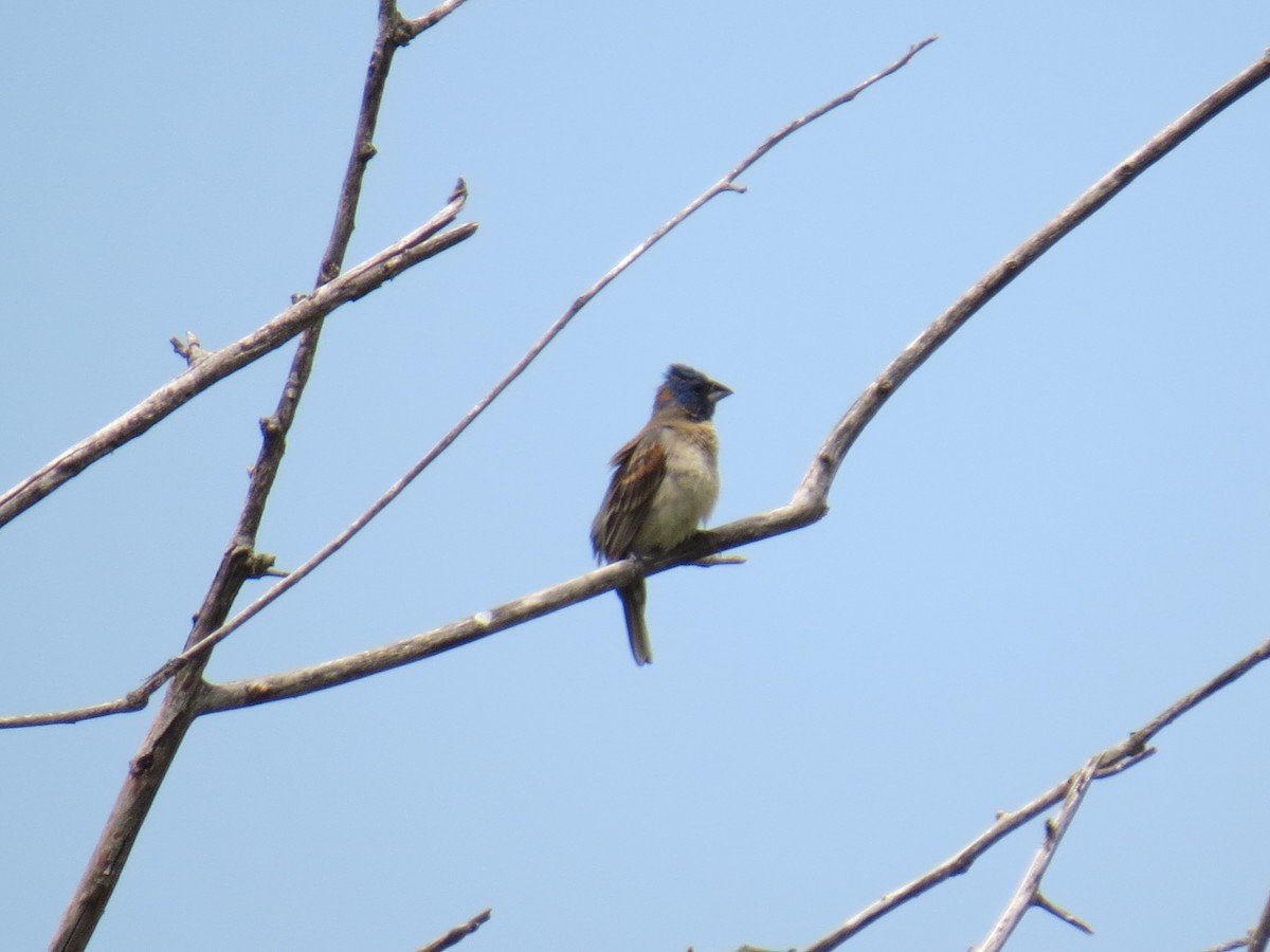 Blue Grosbeak - ML62605551