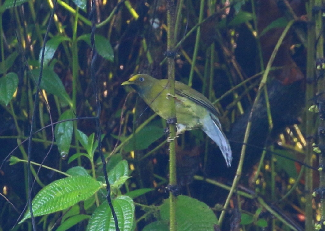 Bulbul Cabecigrís - ML626055537