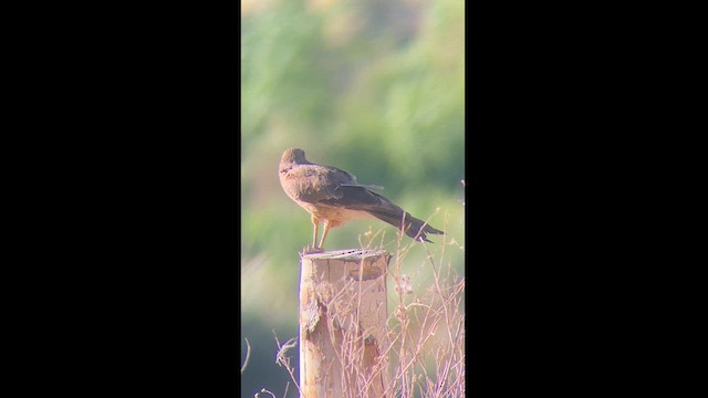 Chimango Caracara - ML626055597
