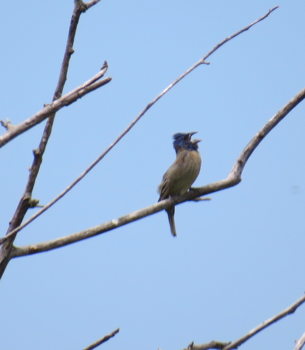 Blue Grosbeak - ML62605561