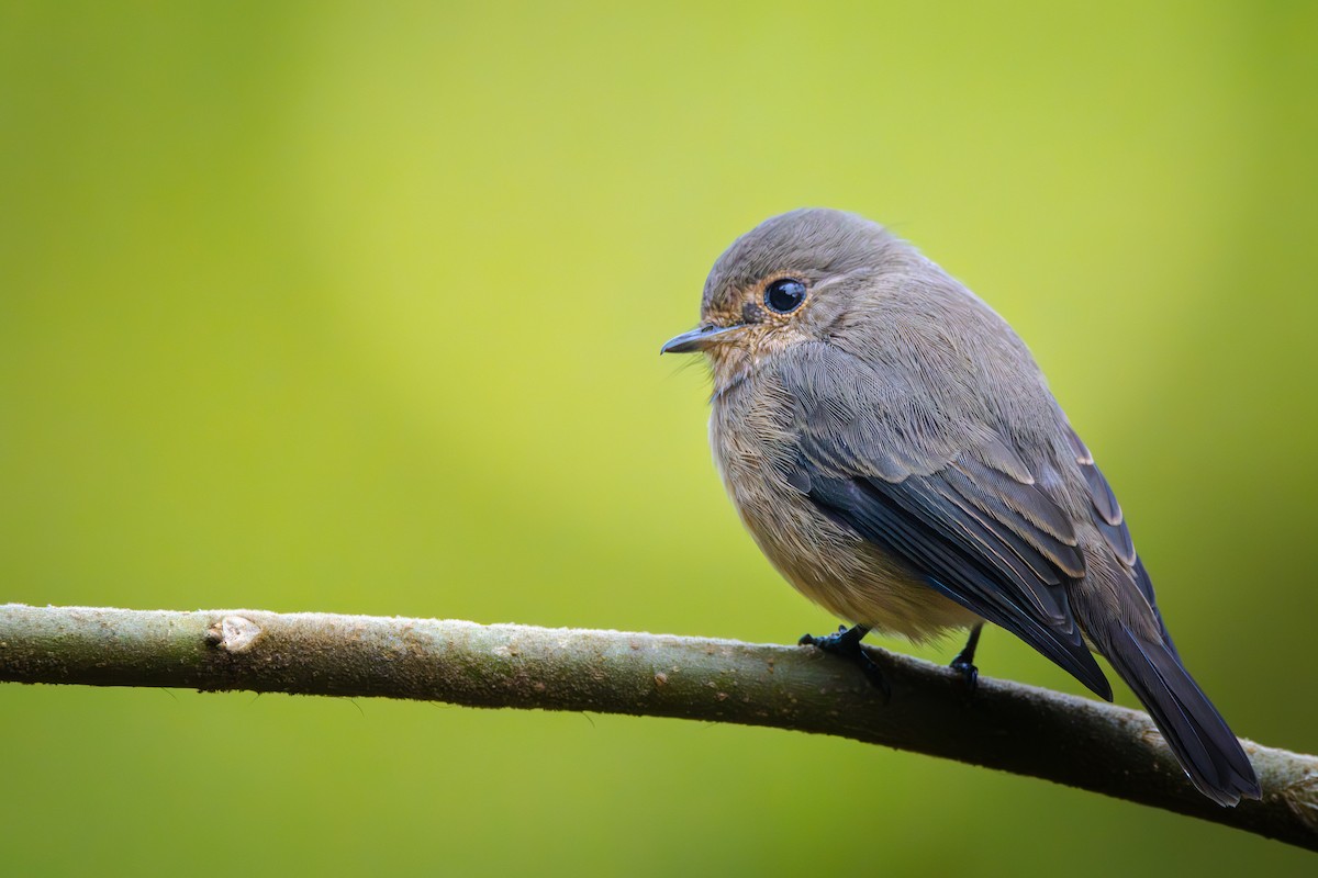 African Dusky Flycatcher - ML626055658