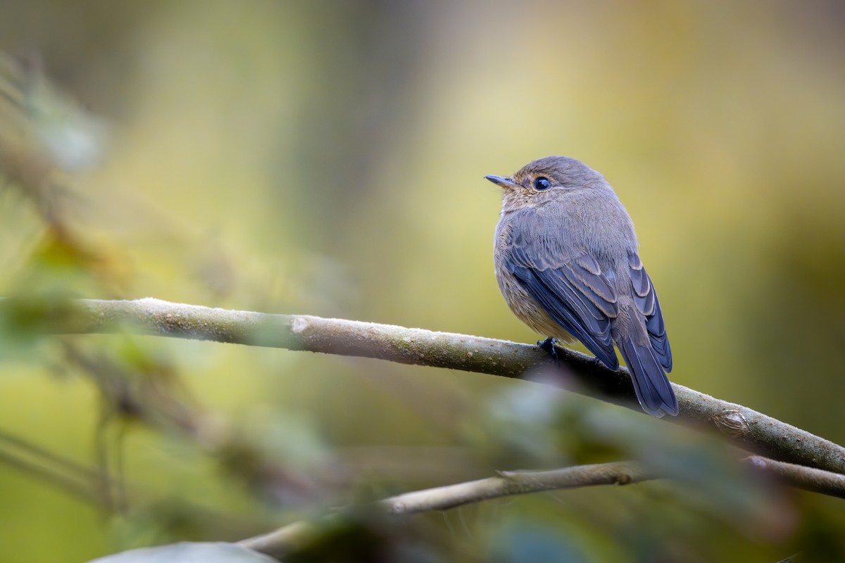 African Dusky Flycatcher - ML626055659