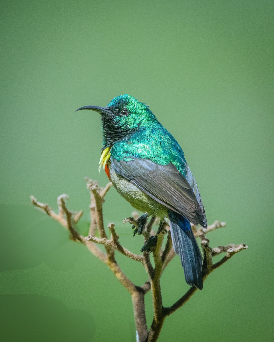 Eastern Double-collared Sunbird - ML626055676