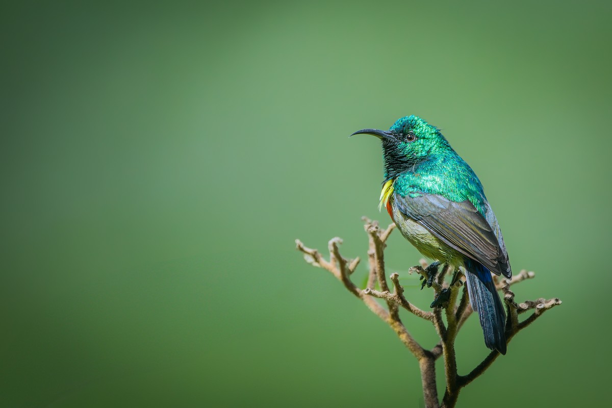 Eastern Double-collared Sunbird - ML626055677