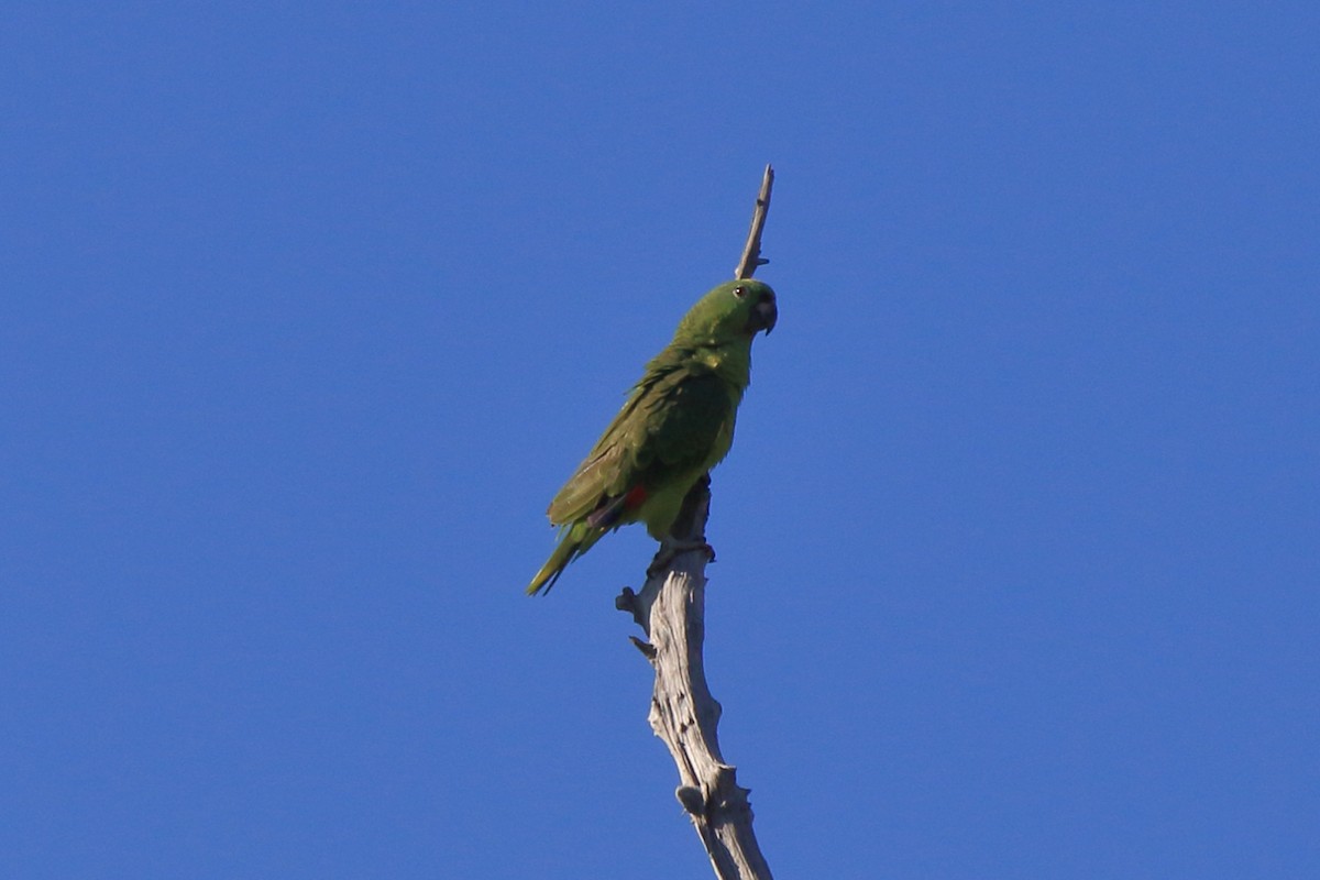Yellow-crowned Parrot - ML62605581