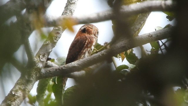 Yungas Pygmy-Owl - ML626056044