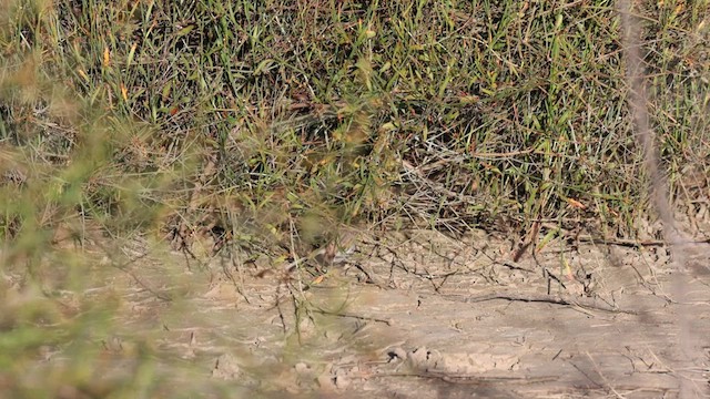 Gray Grasswren - ML626056145