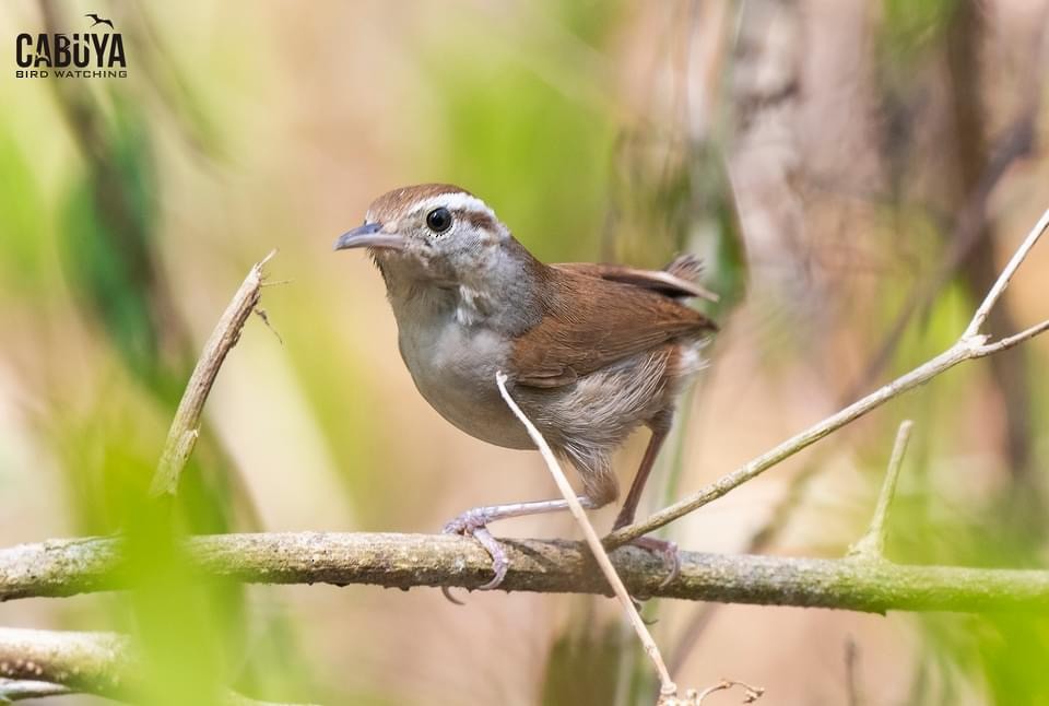 White-bellied Wren - ML626056152