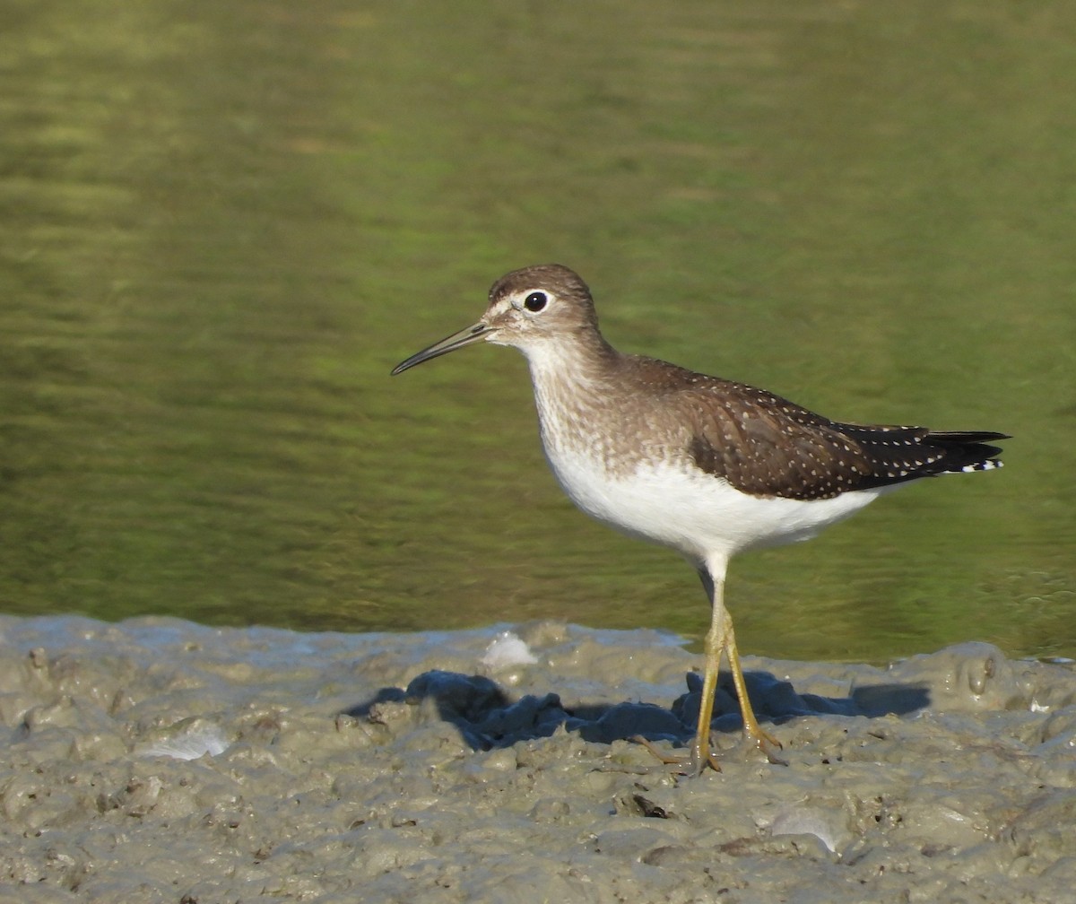 Solitary Sandpiper - ML626056154