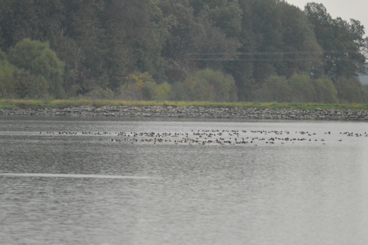 ברווז בלתי-מזוהה - ML626056170