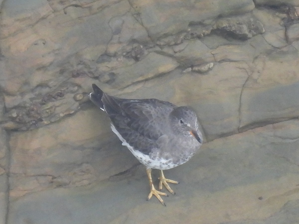 Rock Sandpiper - ML626056192